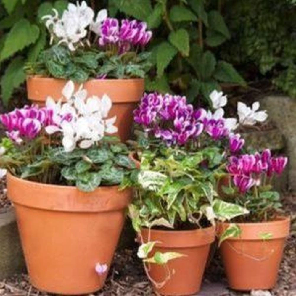 Woodlodge 35cm Terracotta Spang Standard Pot Woodlodge 35cm Terracotta Spang Standard Pot -Best Gardening Store 5021346365016 2